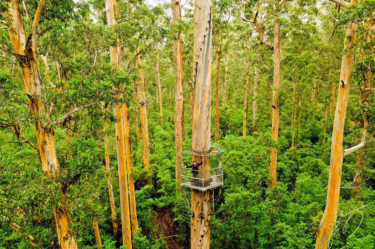 Forêt des Géants dans le sud-ouest australien - Photo © Jean Charbonneau