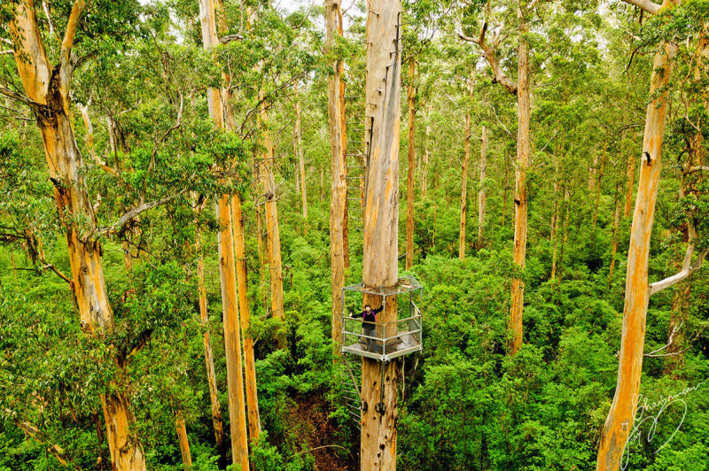 Forêt des Géants dans le sud-ouest australien - Photo © Jean Charbonneau