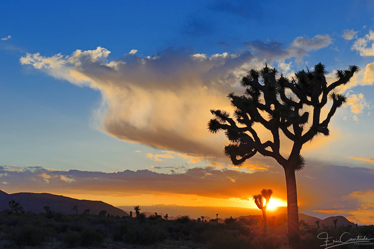 Joshua Tree NP -  CALIFORNIE - Photo © Éric Courtade