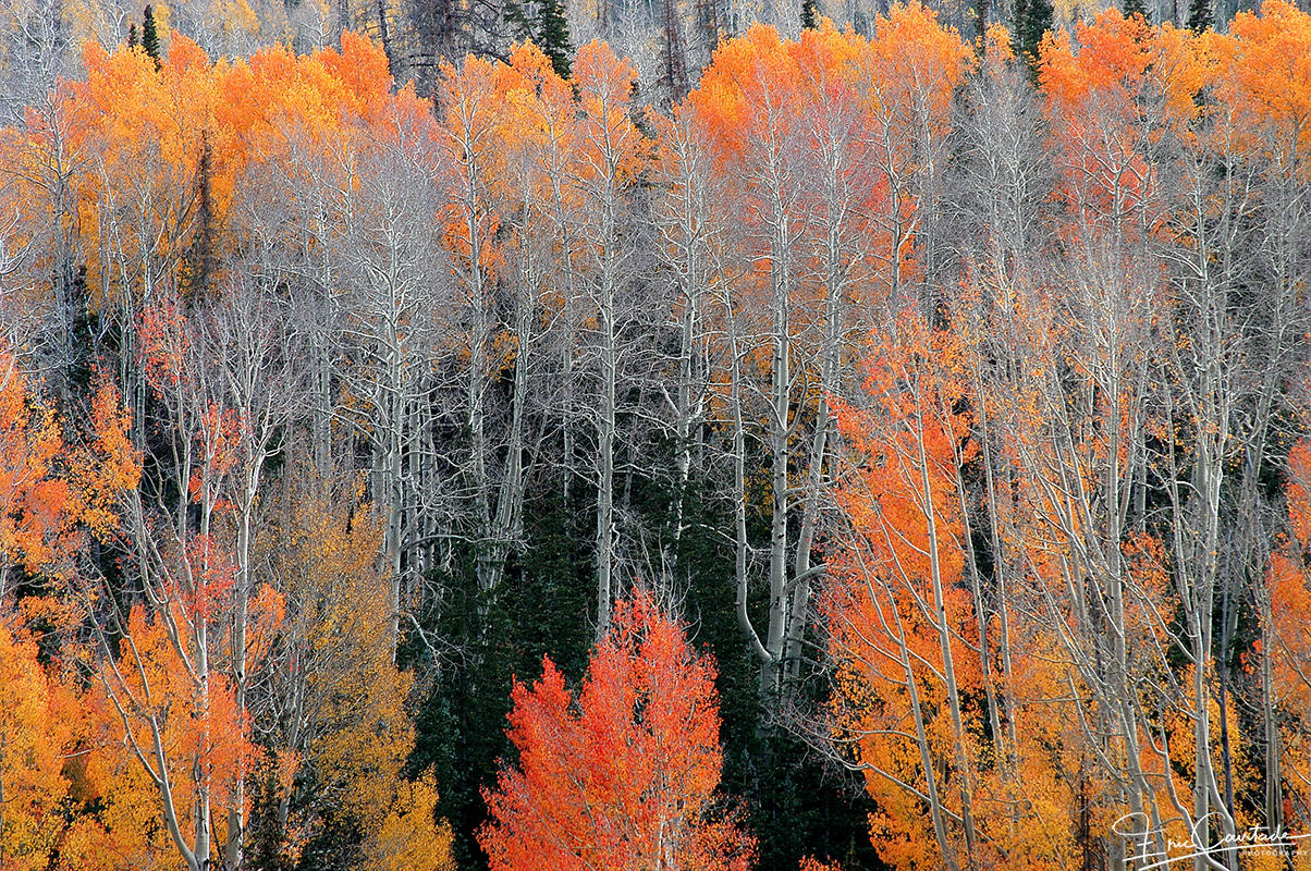 Automne - Utah - USA